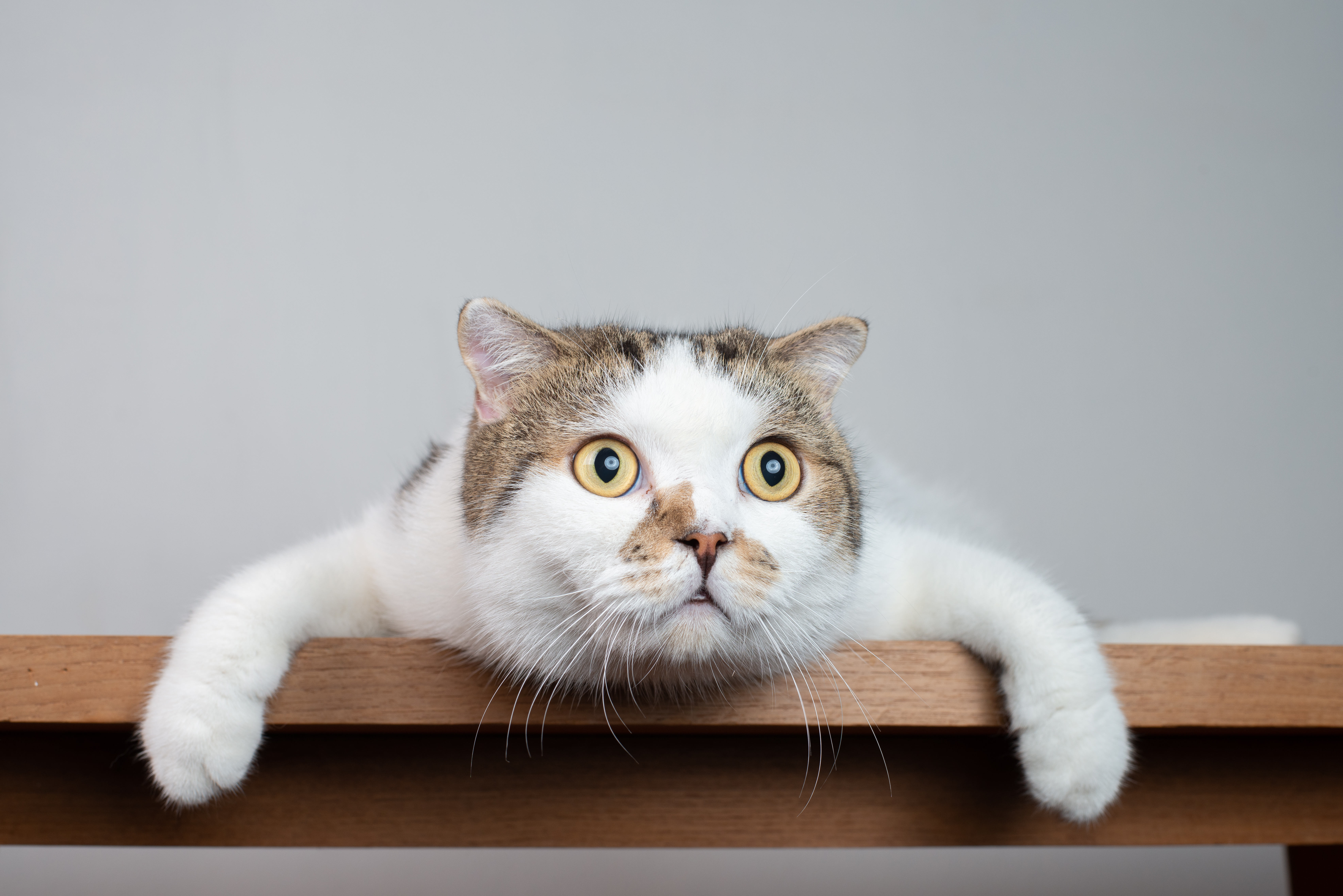 Охотятся и привлекают внимание: почему коты так любят сбрасывать предметы со стола