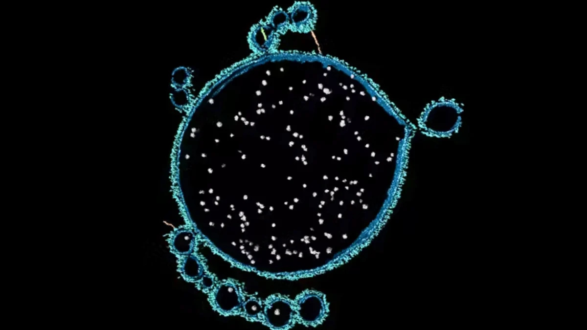 На узбережжі Австралії знайдено вікно у минуле: допоможе розкрити таємницю зародження складного життя
