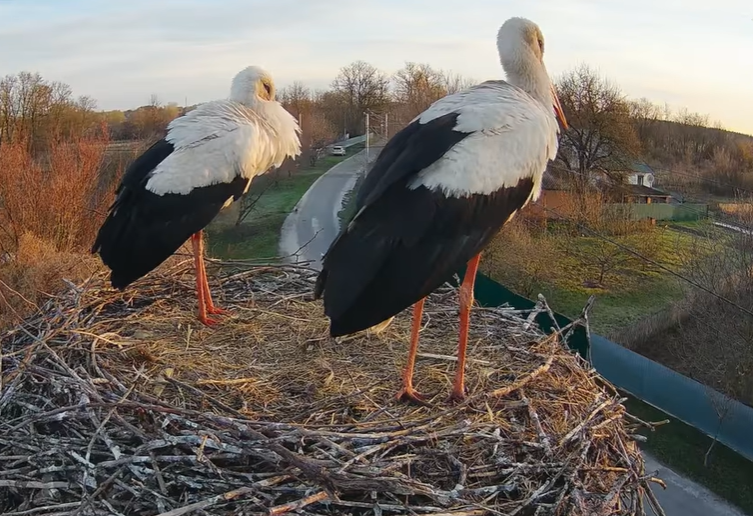 На Полтавщині лелека Одарка влаштувала бійку з парою, яка зайняла її гніздо (відео)