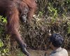 Рука помощи. Орангутанг попытался вытащить человека из реки решив, что он тонет