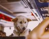 Кабмин ввел правила транспортировки животных в автобусах: как теперь возить собак и кошек