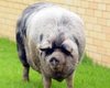 Австралийскому поросенку по кличке Борис сделают подтяжку морды