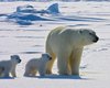 Защита белых медведей в Арктике ослабла: животных все чаще атакуют опасные вирусы и бактерии (фото)