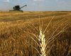 Украина за прошедший год увеличила экспорт зерна более чем на 90%