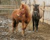 Чернобыльские пони. Как в Украине возрождают породу полесских лошадей