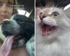 Жінка познайомила кішку з новим улюбленцем: вона не була готовою до такої реакції тварини (відео)