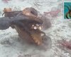 Насилие в семье. Самки осьминогов бросают ракушки в раздражающих их самцов (видео)