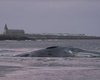 На мелководье у берегов Англии погиб огромный кашалот