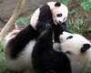 В Китае гигантские панды больше не считаются исчезающим видом (видео)