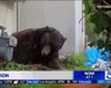 Величезний ведмідь місяць жив у будинку американця, відмовляючись виселятись: як розселяли "квартирантів"