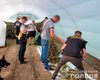 На 11 миллионов гривен. В Николаевской области обнаружили парники с элитной коноплей (фото)