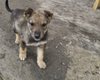 "Имеют право на жизнь": полицейские показали, как спасают собак в Донецкой области (видео)