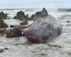 "Ошибка навигации": ученые выясняют, почему 14 китов выбросились на берег Австралии (фото)
