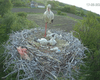 В Полтавской области запустили круглосуточный стрим из гнезда аистов (видео)