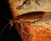 Смертельно сладкая любовь: как тараканы изменили свои брачные ритуалы из-за сахарных ловушек людей