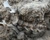 Археологи нашли скелет животного возрастом 1000 лет в мусорной куче: что это дало ученым