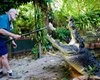 В Австралии умер самый большой в мире крокодил, занесенный в Книгу рекордов Гиннесса (фото)