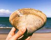 Гигантская ракушка. На пляже Флориды обнаружили аномально большого моллюска возрастом более 200 лет