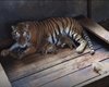В Китае амурская тигрица родила пятерых тигрят
