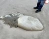 Гигантская "медуза" на пляже в Орегоне оказалась неожиданной находкой (фото)