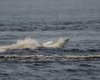В Украине появилась новая версия морского дрона: на что способен беспилотник "Бахмут" (фото)