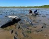 Крупнейшее в истории массовое выбрасывание на берег: почему 146 дельфинов сделали это (фото)