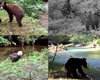 Самый грозный хищник на Земле: названо существо, внушающее ужас медведям и пумам (видео)