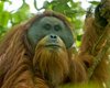 Самый редкий в мире вид орангутанов под угрозой вымирания