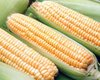Кабмин отменил квоты на экспорт кукурузы