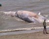 На пляж в Британии выбросило 12-метрового мертвого кита