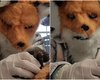 Женщина притворяется лисой, чтобы спасти осиротевший выводок диких зверей (видео)