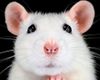 Крысы и мыши в науке: более 1 миллиона ежегодно используют для экспериментов, но почему