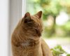 Умер кот Ося, который жил в музее Анны Ахматовой