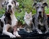 Будут дружить. Топ-10 пород кошек, которые смогут жить с собаками