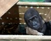Малыша посадили в ящик: в Турции нашли детеныша гориллы в багаже (видео)