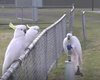 Какаду, дерущиеся с людьми за мусор, теперь стоят в очереди к фонтанчикам с водой: зачем им это
