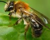 В Британии открыли вид пчел, устойчивый к клещу