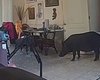 "Думал нас бомбят": дикий кабан прорвался в дом и напугал хозяина (видео)