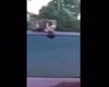 Кошка прокатилась на крыше авто на скорости 100 км/час