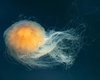 Секрет происхождения сна может быть раскрыт: оказалось, медузы спят так же, как и люди (видео)