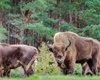 В Британию впервые за 6 тысяч лет вернутся бизоны