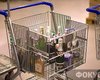 В супермаркетах могут появиться "алкогольные" кассы