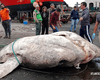 Новий світовий рекорд. Виявлено найважчу рибу на Землі вагою 3 тонни (фото)