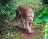 Горные львы обходят некоторые тропы стороной: что отпугивает крупнейших наземных хищников