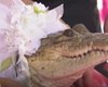 В Мексике мэр рыбацкой деревушки взял в жены крокодила (видео)