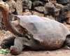 Завидное либидо 100-летней черепахи спасло от вымирания целый вид