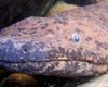 Ученые открыли самую большую амфибию в мире