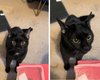 Кот не простил хозяйке, что оставила его дома: его реакция стала вирусной (видео)