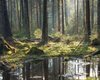 Как бы выглядели леса, если бы люди оставили их в покое: истина где-то в первобытной чаще Европы