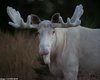 В Швеции сфотографировали редкого белоснежного лося